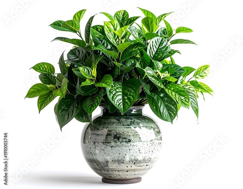 Lush green leafy plant arrangement displayed in a textured, decorative ceramic vase on white backdrop