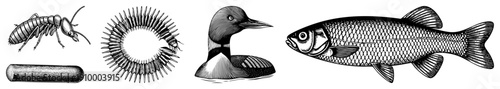 Detailed engraved illustrations of termite, sea urchin, loon, and fish, rendered in classic halftone style with fine and stippling for texture.