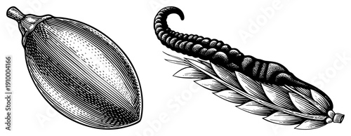 Classic engraved cocoa pod and ornate feather quill, vintage illustration, black and white art, historical document decor, antique manuscript elements.