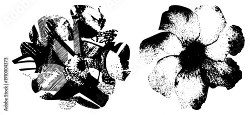 Graphic flower designs rendered in halftone dots and hatched, vector art, stylized botanical motifs, isolated elements.