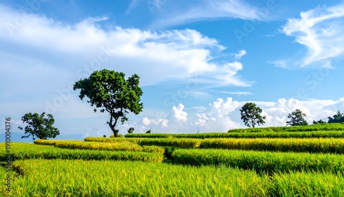 Lush green rice terraces beneath a bright blue sky with scattered white clouds and trees