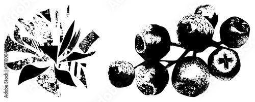 Graphic depiction of abstracted plant life, featuring leafy bloom and textured berry cluster, halftone print style, vector art, botanical design.