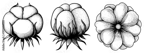 Hand drawn botanicals showcasing cotton bolls and flower, rendered in halftone dot and fine, ideal for textile or print design.