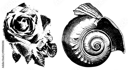 Classic halftone engraved rose and spiral nautilus, vintage botanical art, black and white vector, nature motifs, isolated graphic elements.