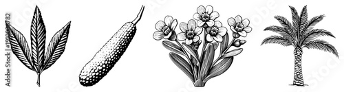 Hand drawn botanical sketches featuring leaf, textured fruit, flowering plant, and palm tree, rendered in black and white with fine and hatching for depth.
