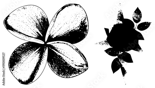 Hand drawn black and white flowers, frangipani bloom and rose silhouette, artistic ink texture, graphic design elements, botanical illustration.