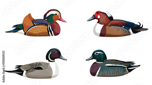 Colorful Duck Species Illustration Set: Mandarin, Wood, Pintail, Mallard Drakes. Isolated vector waterfowl collection.