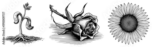 Hand drawn botanical sketches sprouting seedling, rose, sunflower in classic engraving style. Perfect for vintage, nature, or print design.