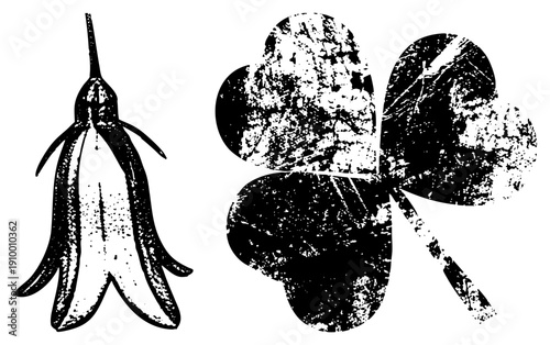 Stenciled botanical illustrations, bellflower and clover, rustic texture, black and white vector art, vintage graphic design.