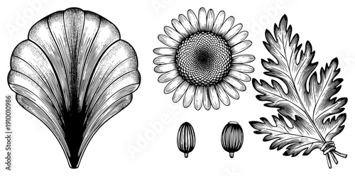 Detailed black and white botanical drawings of ginkgo leaf, sunflower, oak leaf, and seeds, rendered in halftone style, ideal for herbal or scientific use.