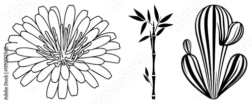 Black vector illustrations of a daisy like flower, bamboo stalk with leaves, and striped cactus. Minimalist botanical design, clean strokes, nature motifs, graphic elements.