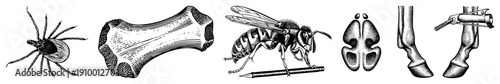 Scientific vector drawings of tick, bone, wasp, brain, and foot structures, rendered in classic engraving style with fine and hatching for anatomical precision.