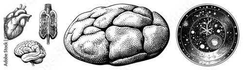 Detailed anatomical illustrations of heart, lungs, brain with celestial sphere diagram, vintage engraved style, scientific educational graphics, black and white art.