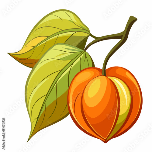colorful illustration of a Organic Physalis Fruit Healthy Food Concept