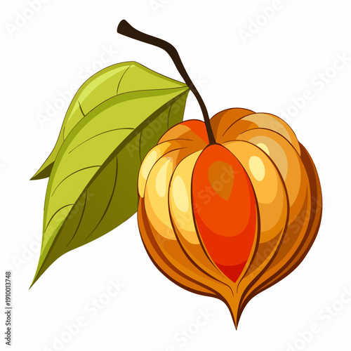 colorful illustration of a Golden Physalis Cape Gooseberry Macro View