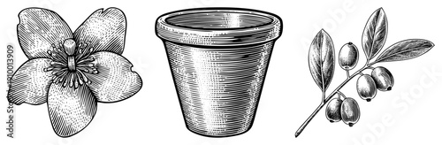 Hand drawn botanical elements flower bloom, terracotta pot, berry branch, engraved style, vintage engraving, natural illustration, garden.