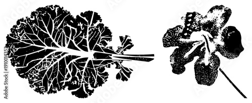 Stylized kale leaf with intricate vein and textured flower bloom, both rendered in bold black and white vector art, ideal for graphic design or print.