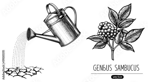 Hand drawn vector illustration of watering can and elderberry plant, botanical sketch, garden tool, herbal remedy, rustic engraving style, design.