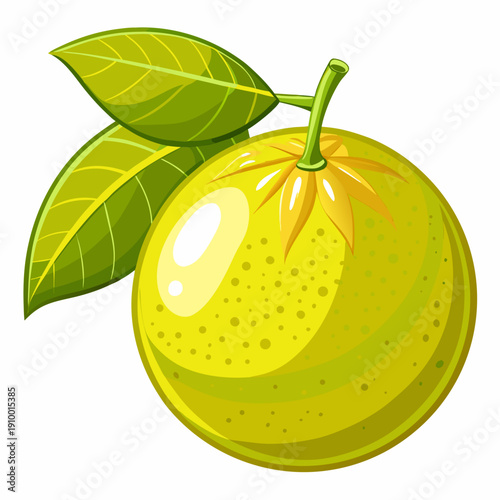 colorful illustration of a Fresh Pomelo Fruit Isolated on White Background