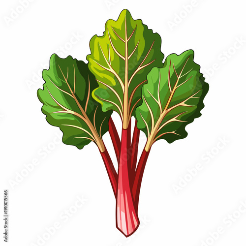 colorful illustration of a Rhubarb Stalks Fresh Vegetable Illustration