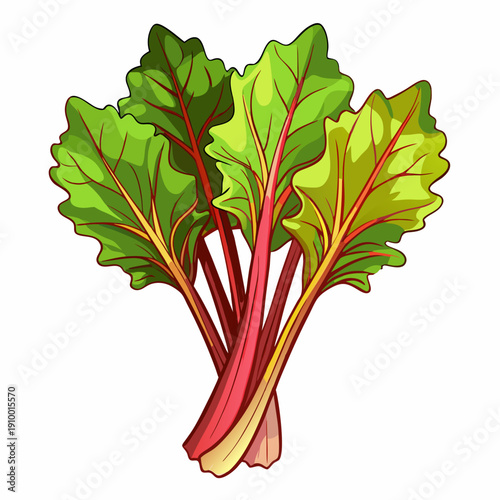 colorful illustration of a Organic Rhubarb with Green Leaves Close Up