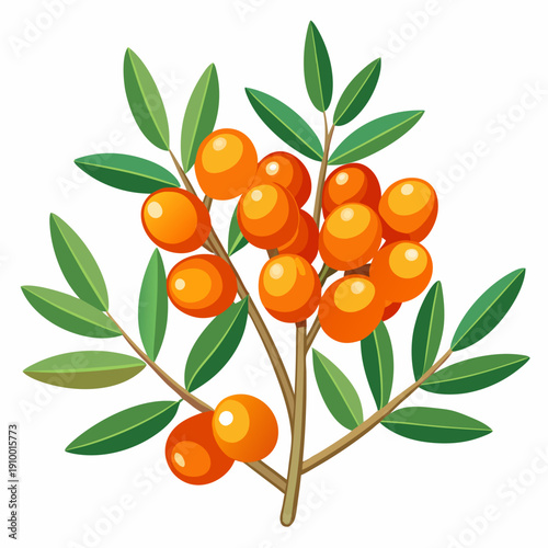 colorful illustration of a Fresh Sea Buckthorn Berries on Branch