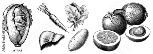 Hand drawn botanical illustrations of lettuce, carrot, spinach, potato, tomato, lemon, avocado, classic engraving style,, detailed textures.