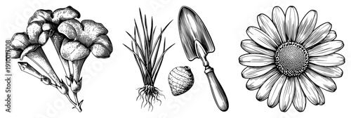 Hand drawn botanical sketches of trumpet flowers, grass roots, trowel, seed pod, and daisy, rendered in detailed art, ideal for garden design or vintage print projects.