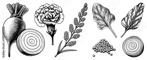Detailed black and white botanical sketches of beetroot, carnation, and spinach leaves, rendered in classic engraving style with hatching and stippling for texture and depth.