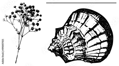 Botanical branch with clustered buds and spiral with ridged, black ink art, nature study, marine and flora elements.