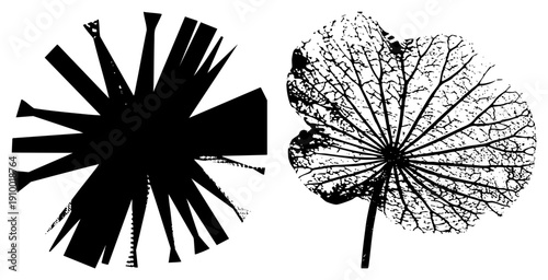 Stylized dandelion seed head and lotus leaf in black vector art, botanical illustration, minimalist design, nature inspired graphic, isolated foreground elements.