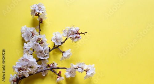 Flowering branch of cherry and apricot on yellow background, soft natural light, background for still life.