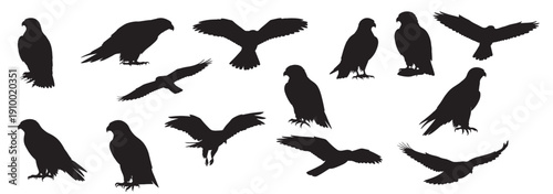 falcon silhouette white background