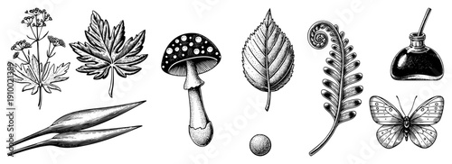 Hand drawn nature elements including maple leaf, fern, toadstool, and butterfly, rendered in classic engraving style with fine and hatching for texture.