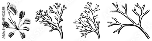 Vector illustrations of Venus flytrap, algae, and branching seaweed forms, rendered in black ink with fine, ideal for botanical or marine design projects.