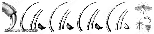 Illustration of insect metamorphosis stages including larva, pupa, and adult forms, alongside a detailed claw graphic, rendered in halftone engraving style.