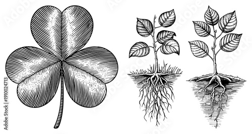 Classic engraved clover leaf and two young saplings with exposed root systems, botanical illustration, vintage engraving style, nature study, plant anatomy.