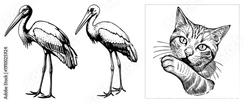 Two storks standing gracefully, detailed feather, stylized cat with expressive eyes, halftone shading, vector illustration, isolated foreground, artistic sketch.