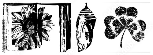 Stenciled and nature motifs with distressed texture, sunflower bloom, butterfly cocoon, lucky clover, rustic graphic design, black and white vector art.