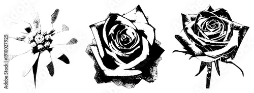 Stylized rose and bouquet renderings in, halftone shading, graphic design elements, isolated motifs, vector art, botanical illustration.