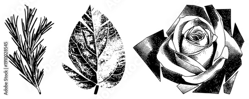 Detailed botanical drawings of rosemary sprig, textured leaf, and stylized rose, rendered in with halftone and art techniques.