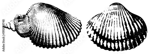Artistic depiction of scallop and conch, marine life motifs, black and white halftone rendering, nature vector graphics, oceanic design elements.