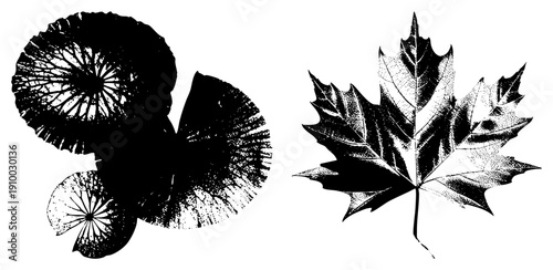 Vector illustration of lily pad and maple leaf, halftone shading, botanical art, nature design, graphic, plant silhouette, eco aesthetic.