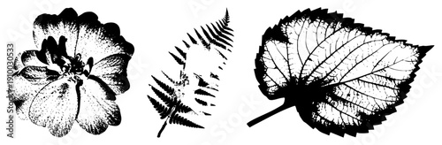 Vector botanical art featuring halftone, bloom, fern frond, and leaf vein structure, rendered in with stippling and work.