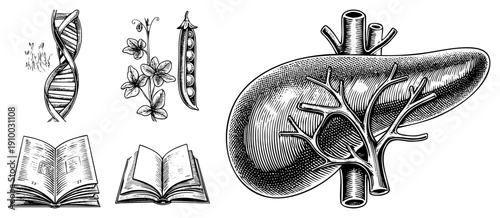 Biological and educational vector DNA helix, pea plant, liver anatomy, open books. Academic, medical, genetics, botany, and literature symbols rendered in detailed halftone engraving.