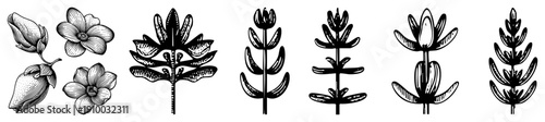 Detailed botanical sketches of blossoms and foliage, engraved style, nature art, plant anatomy, vintage illustration, design, garden elements.