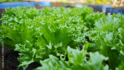 Fotografie Fresh Frillice Iceberg lettuce leaves, Salads vegetable in the planting plot