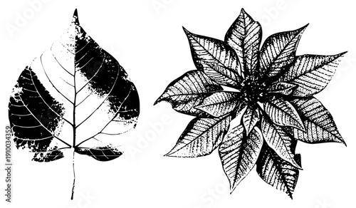 Classic botanical drawing of leaf and poinsettia, engraved style, vintage illustration, black and white, halftone shading, nature study, plant anatomy.