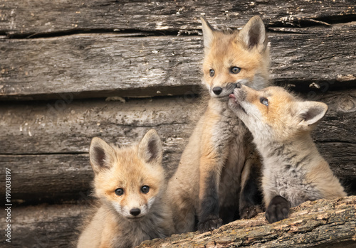 A trio of fox kits 