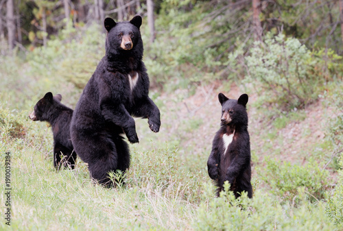 A family of balck bears
